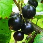 Саженцы смородины черной (Ribes nigrum Петербурженка BR 1-но летнее)