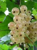 Смородина Голландская белая
