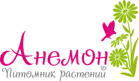 Черешня "Ипуть"