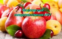 Саженцы смородина белая Баяна