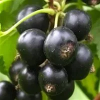 Саженцы смородины черной Черешневая