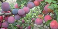 Саженцы сливы КУБАНСКАЯ КАМЕТА