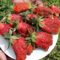 Земляника садовая Купчиха, Р7