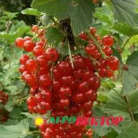 Саженцы красной смородины Розетта