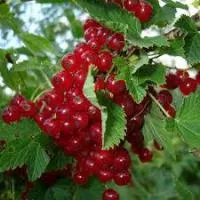 Саженцы смородины Дар Орла