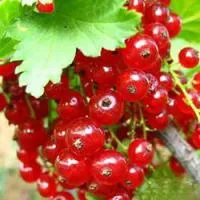 Саженцы смородины красной