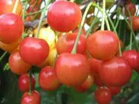 Саженцы черешни Брянская розовая