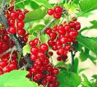 Саженцы смородины красной Ненаглядная