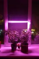 Фитолампа светодиодная LN-600 Фито-М с таймером