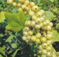 Саженцы смородины белой Изумрудное ожерелье