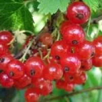 Саженцы смородины красной Мармеладница