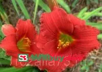 Лилейник Siloam Red Toy (Силоам Рэд Той)