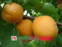 Абрикос манчьжурский