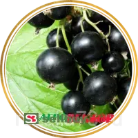Смородина черная Ядрёная