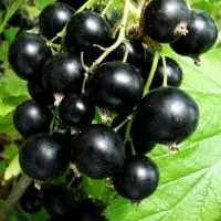 Смородина черная Зеркальная