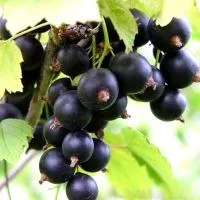 Смородина черная Ажурная