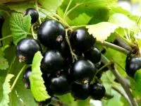 Смородина черная Селечинская II