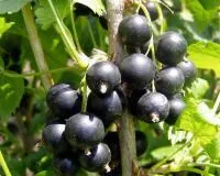 Смородина черная Сахарная (Обыкновенное Чудо)