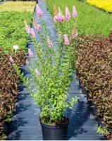 Спирея Дугласа Spirea douglasii var. Menziesii, 0,5-0,7м, Р9, 2лет
