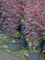 Пузыреплодник калинолистный Physocarpus op.Red Baron, 0,3-0,5м, Р9, 2лет