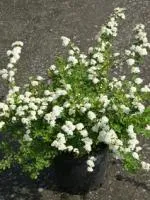 Спирея ниппонская Spiraea nipponica Snowmound, 0,5-0,7м, ОКС, 3-4лет