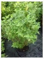 Пузыреплодник калинолистный Physocarpus op.Luteus, 0,4-0,6м, с3, 3-4 лет
