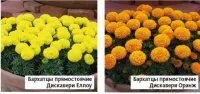 Бархатцы прямостоячие и отклоненные
