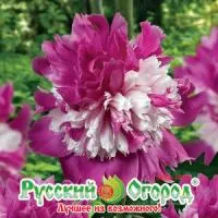 Пион Селебрити, 1 шт