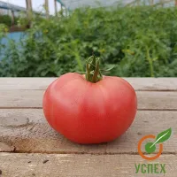 Семена томата Цетус