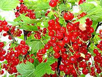 Саженцы смородины красной Красный крест