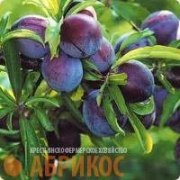 Саженцы сливы Маньчжурская красавица