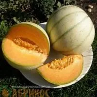 Семена дыни Блонди