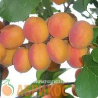 Саженцы абрикоса Красноплодный