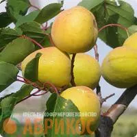 Саженцы абрикоса Хабаровский ранний