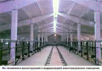 Реконструкция молочно-товарных ферм