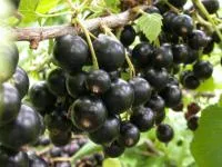 Саженцы смородины черной ЯДРЕНАЯ