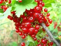 Саженцы смородины красной РАННЯЯ СЛАДКАЯ