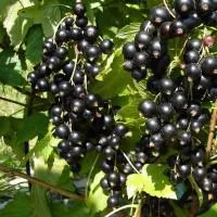 Саженцы смородины черной СЕВЧАНКА