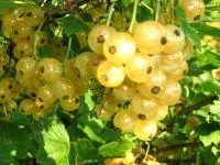 Саженцы смородины Голландская белая