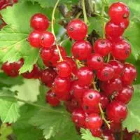 Саженцы смородины Голландская красная