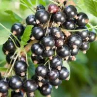 Саженцы смородины черной Перун