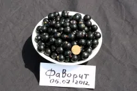 Саженцы смородины черной Фаворит