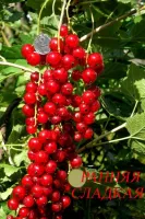Саженцы смородины красной Ранняя сладкая