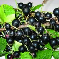 Саженцы смородины черной "Ядреная"