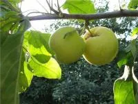 Саженцы Яблони "Китайка золотая ранняя"