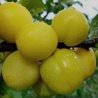 Саженцы сливы «СОЛНЫШКО»