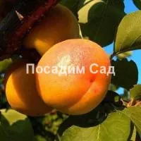 Саженцы абрикоса Хабаровский Юбилейный