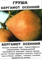 Саженцы груши "Бергамот осенний"