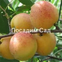 Саженцы абрикоса Сардоникс