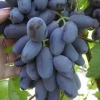 Саженцы винограда Байконур